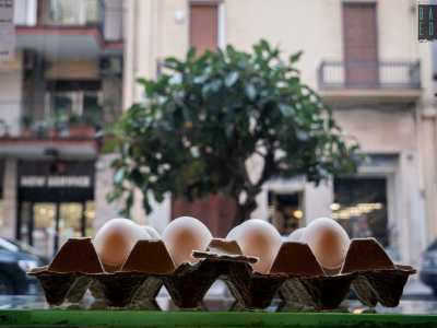 ...Poi arrivarono le "padovane", pi� scure, che per l'appunto danno forma a uova marroni, dette �rosse�: molti acquirenti pensano che la differenza cromatica sia dovuta alla voluminosit� del tuorlo, ma si sbagliano�